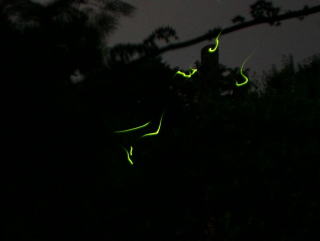 20090611-hotaru2041.jpg