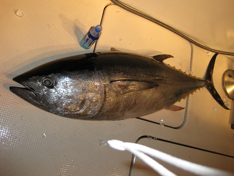 20091017-maguro.jpg